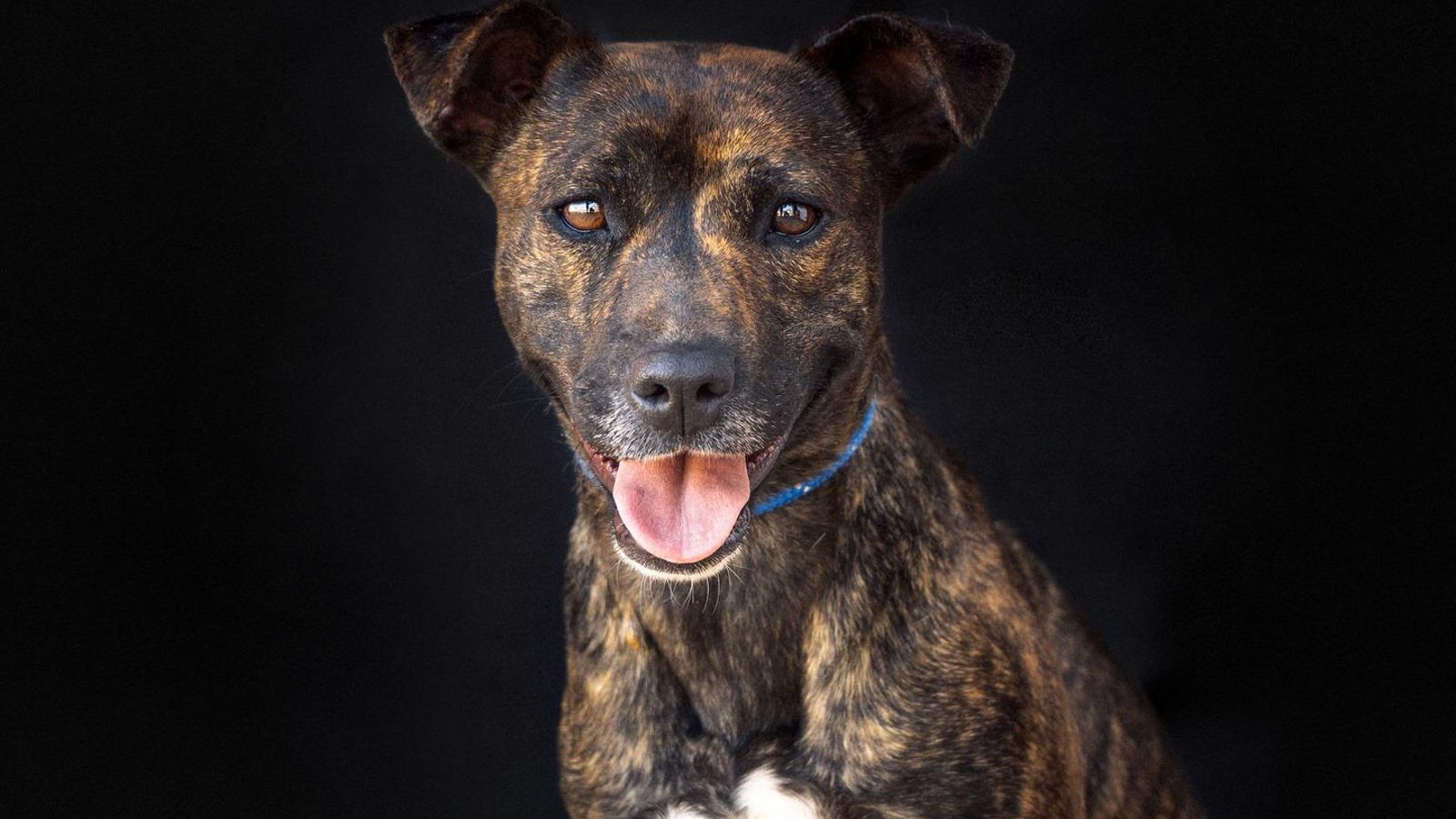 Gara espera una adopción