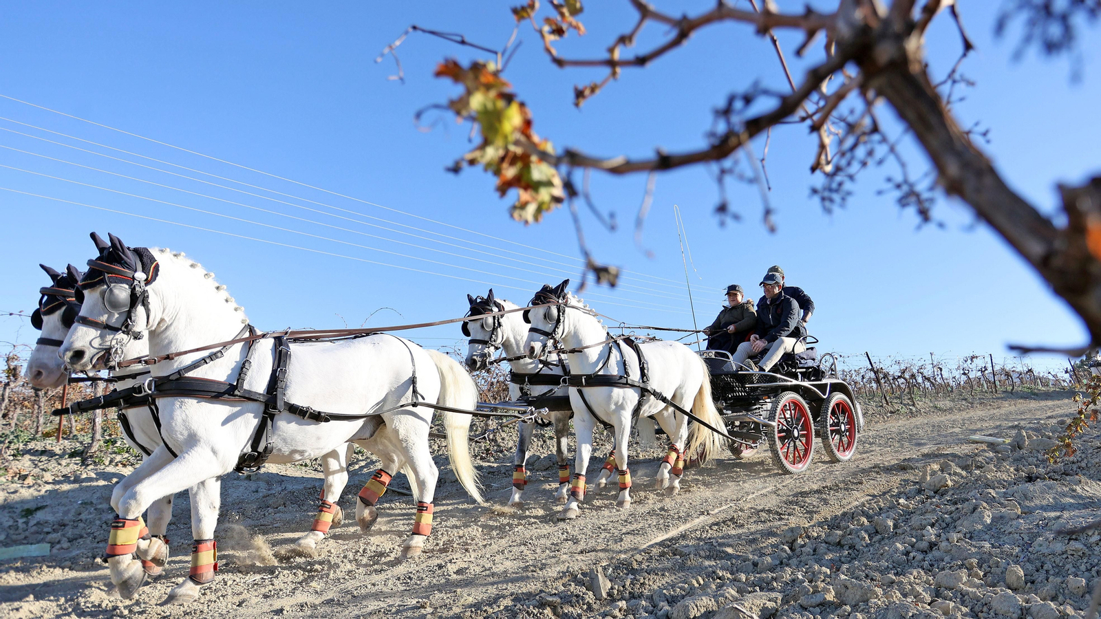 II Ruta Viñas de Jerez