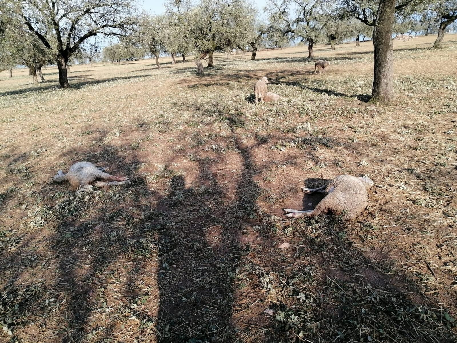 Pérdida de animales en el campo cordobés a consecuencia del granizo de este martes