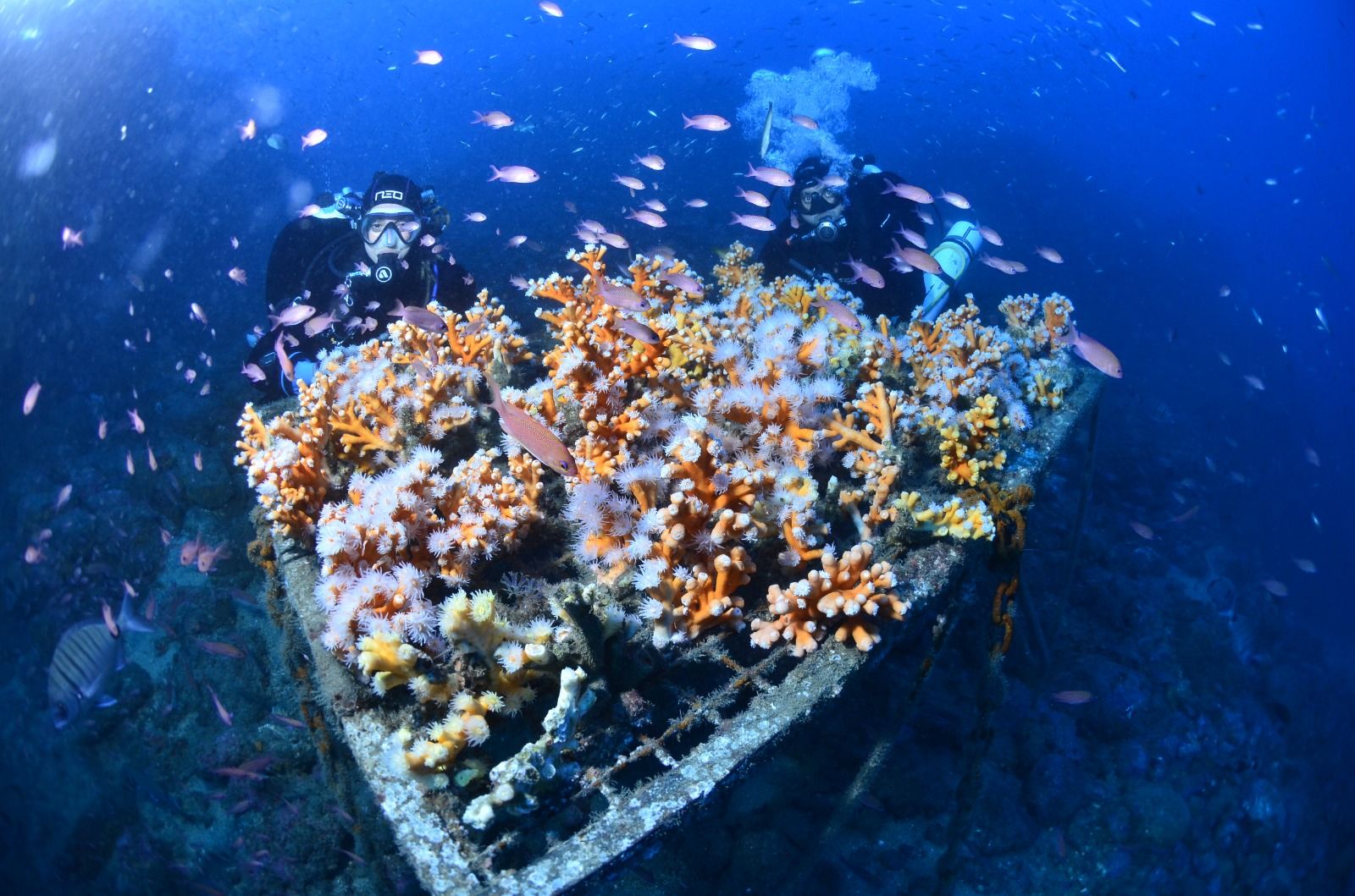 Guarderias de coral