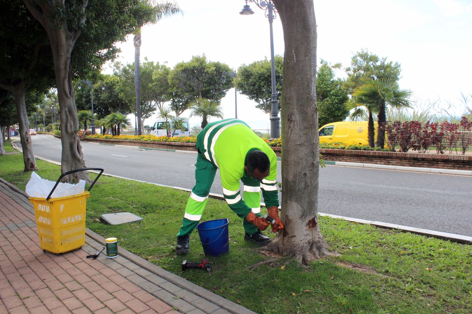 Un operario municipal aplica un tratamiento en un ficus.