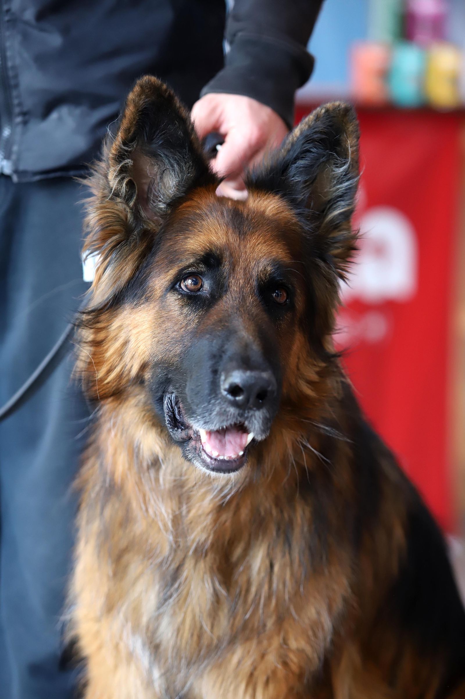 Fotos de la jornada 'Mi mascota, mi familia' en el Centro Comercial Bahía Plaza.