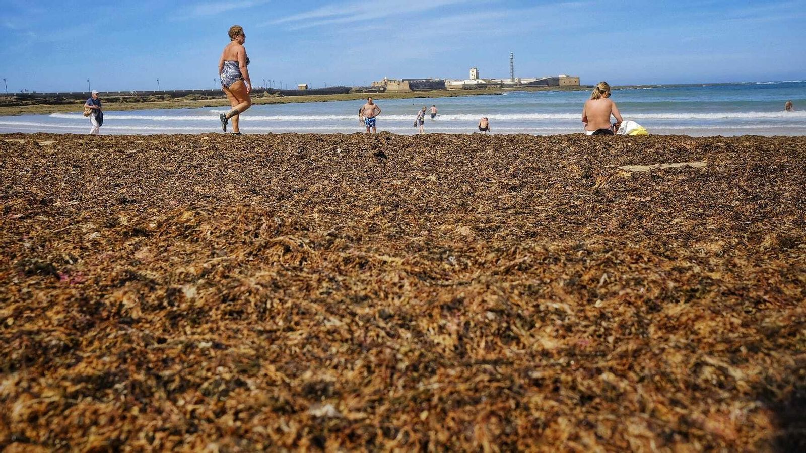 Bañistas entre las algas en la playa de La Caleta este martes. Bañistas entre las algas en la playa de La Caleta este martes.