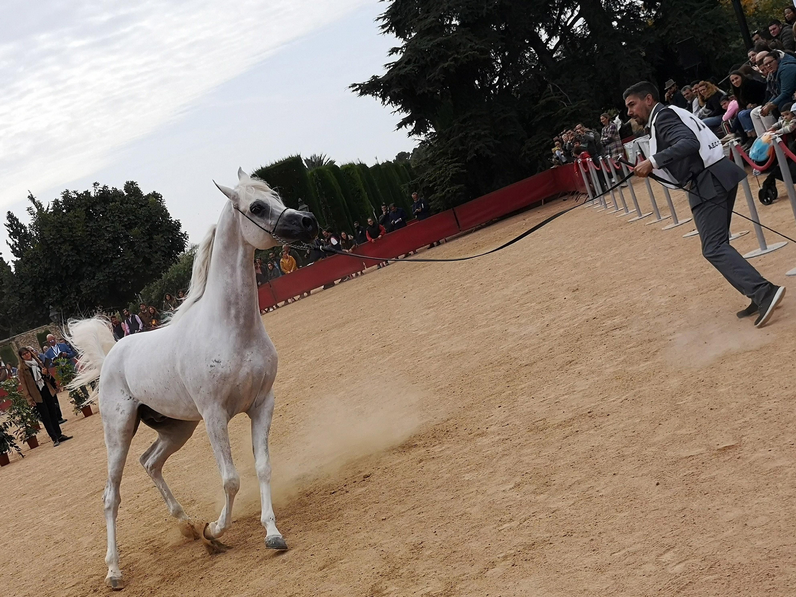 Uno de los caballos que ha participado en el campeonato.