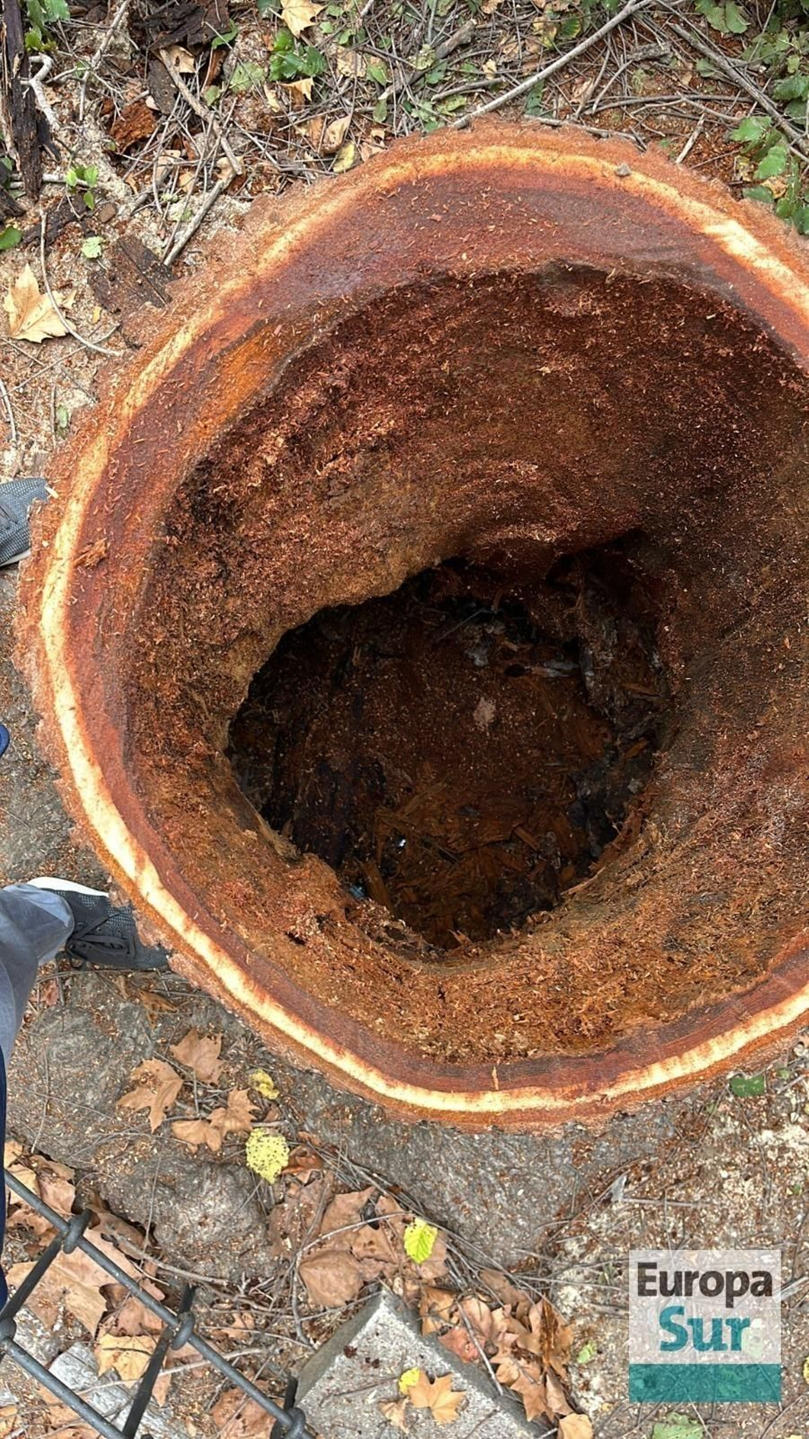 Retirada de los últimos árboles en mal estado en el parque María Cristina