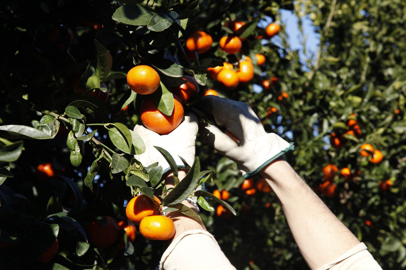 Recolección de mandarinas