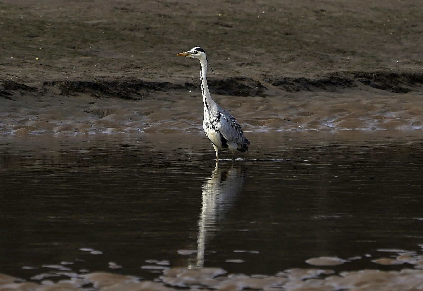 Un garza real pesca en la Ría de Villaviciosa