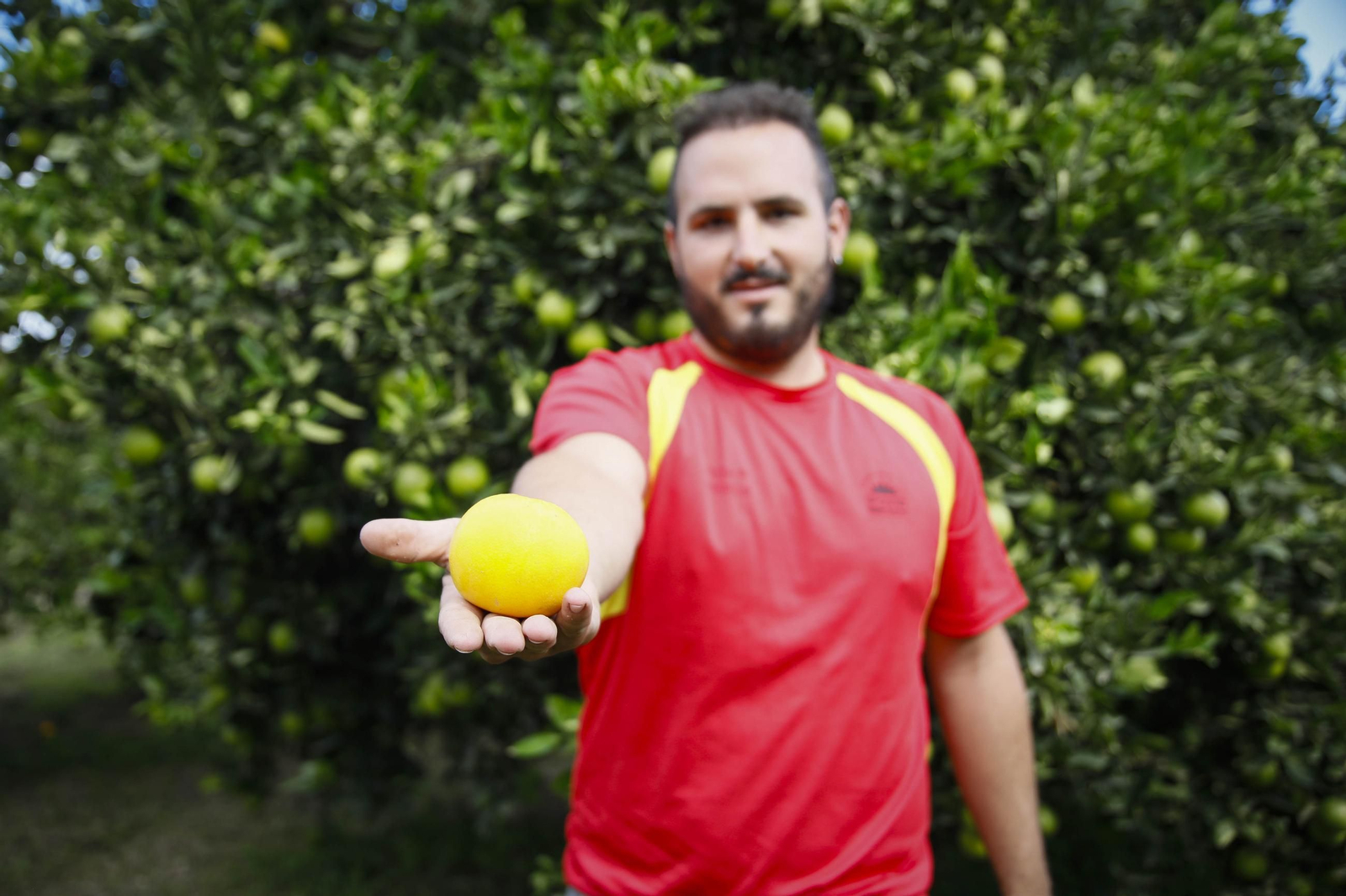 Las naranjas de Íllar, en imágenes