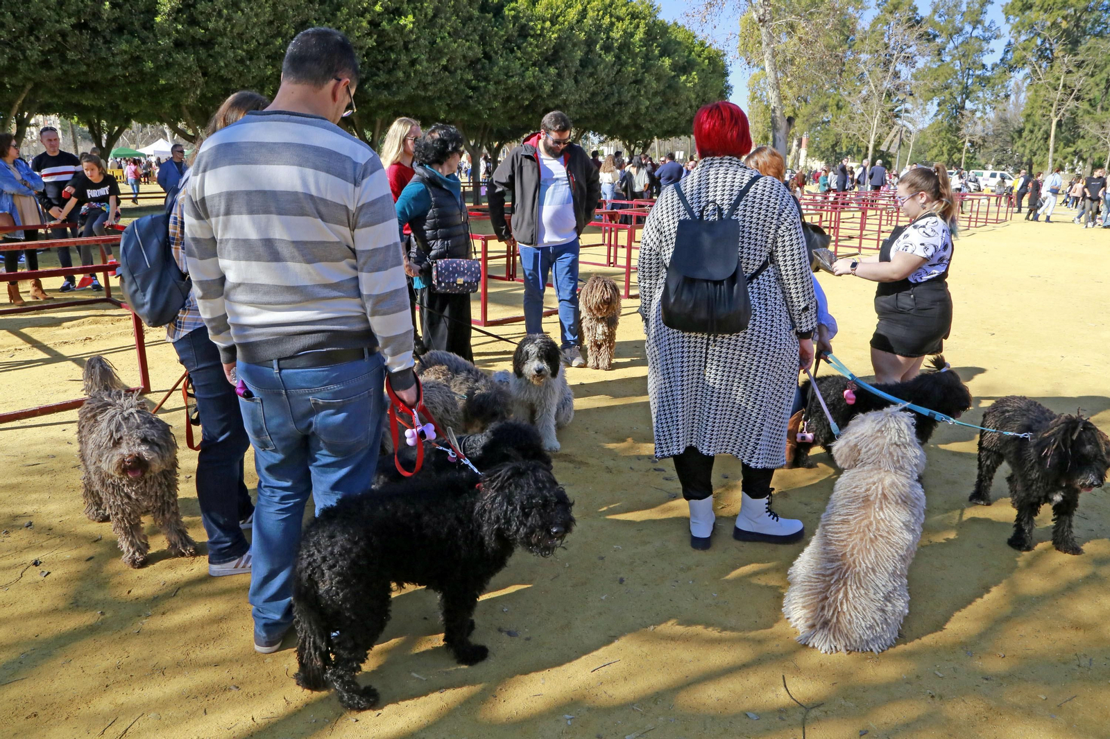 Imágenes de San Antón 2020 en Jerez