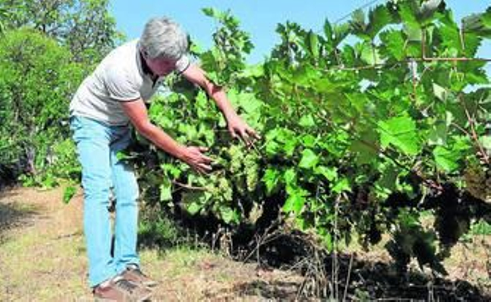 El gerente de Bodegas Robles, Francisco Robles, durante la actual vendimia. El gerente de Bodegas Robles, Francisco Robles, durante la actual vendimia.