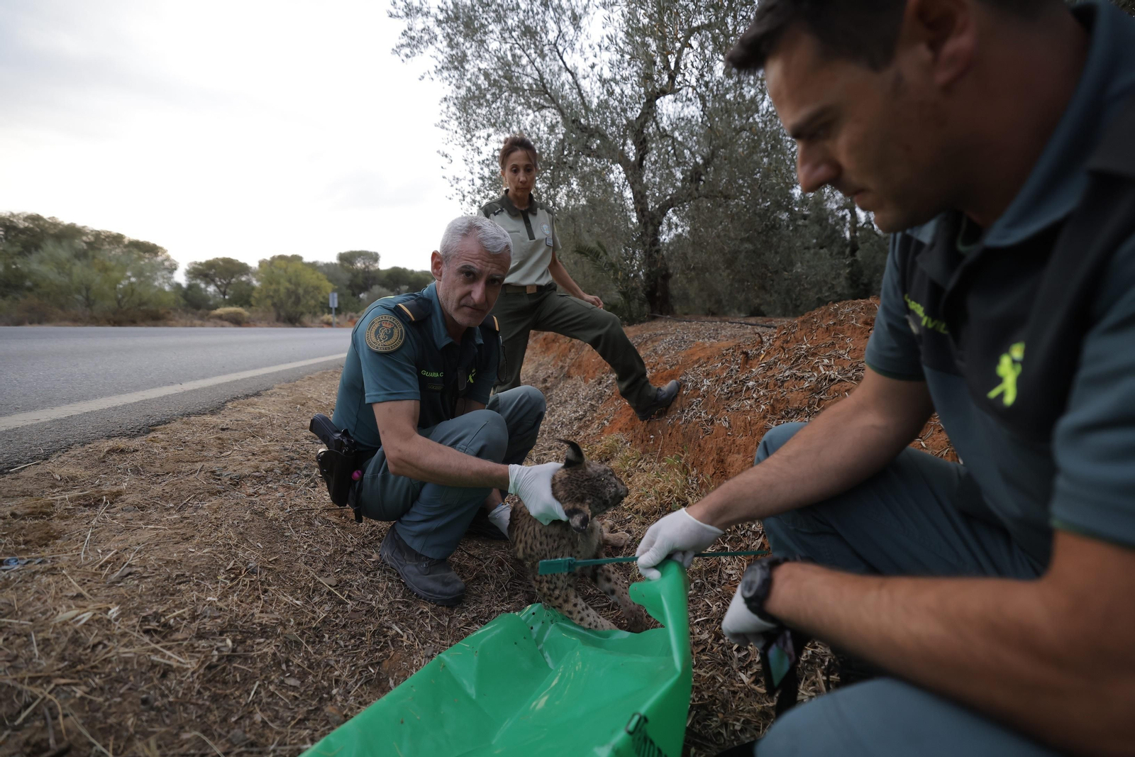 Agentes del Seprona y de Medio Ambiente recogen el cadáver del lince ibérico.