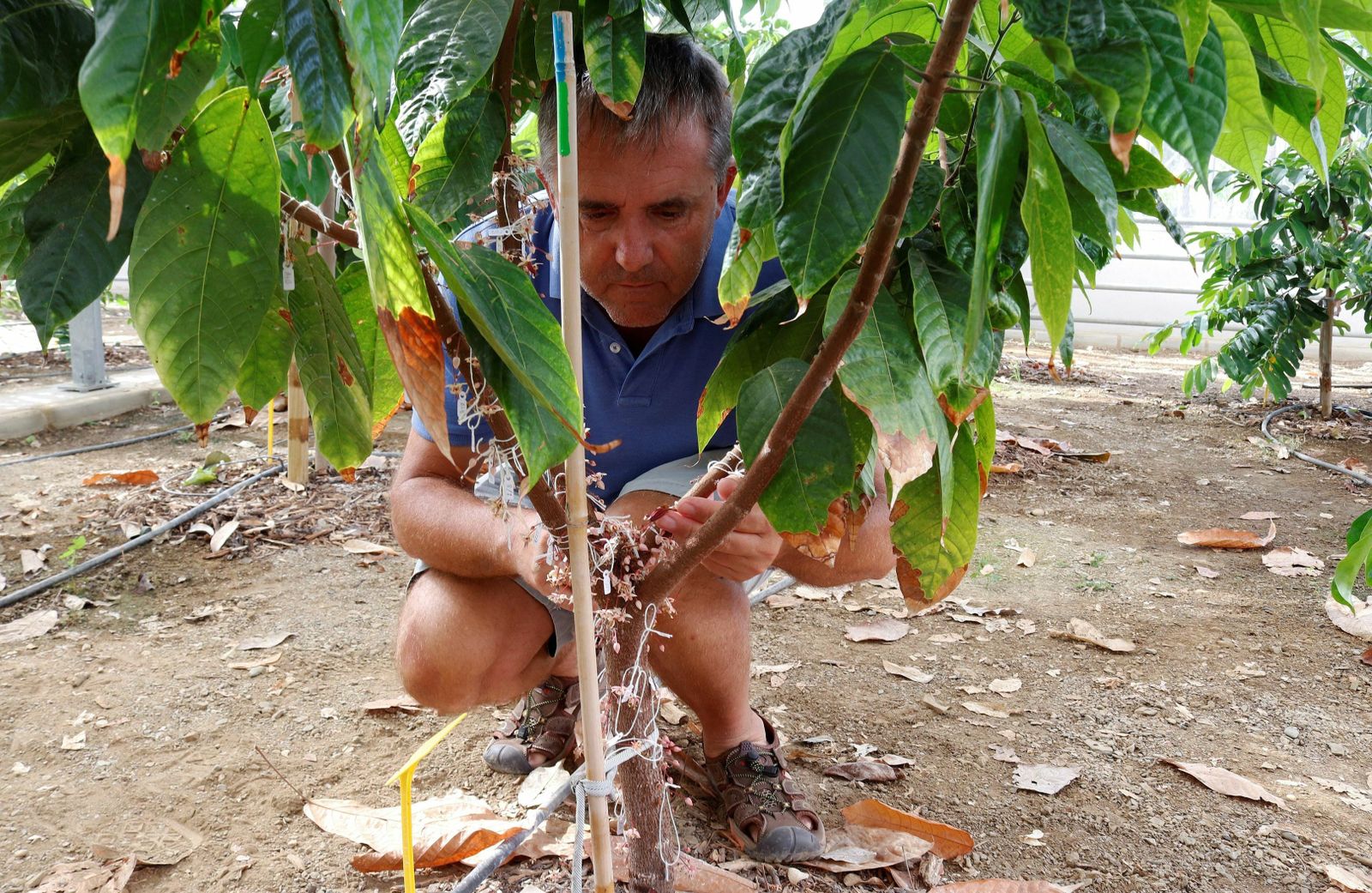 El investigador Iñaki Hormaza junto a una de las plantas de cacao que estudia en La Mayora.