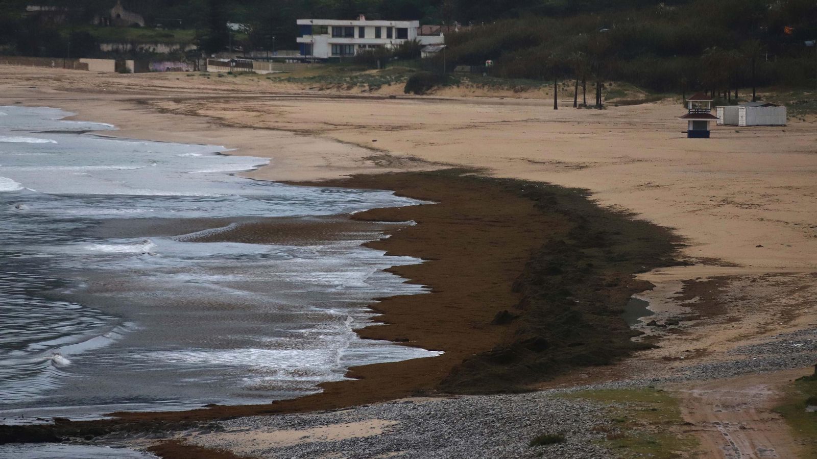El alga invasora cubre de nuevo la playa de Getares