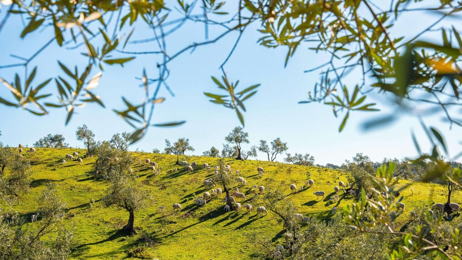 Comparte camino con las ovejas trashumantes de Marmolejo para conocer cómo es la crianza de estos animales en la naturaleza.