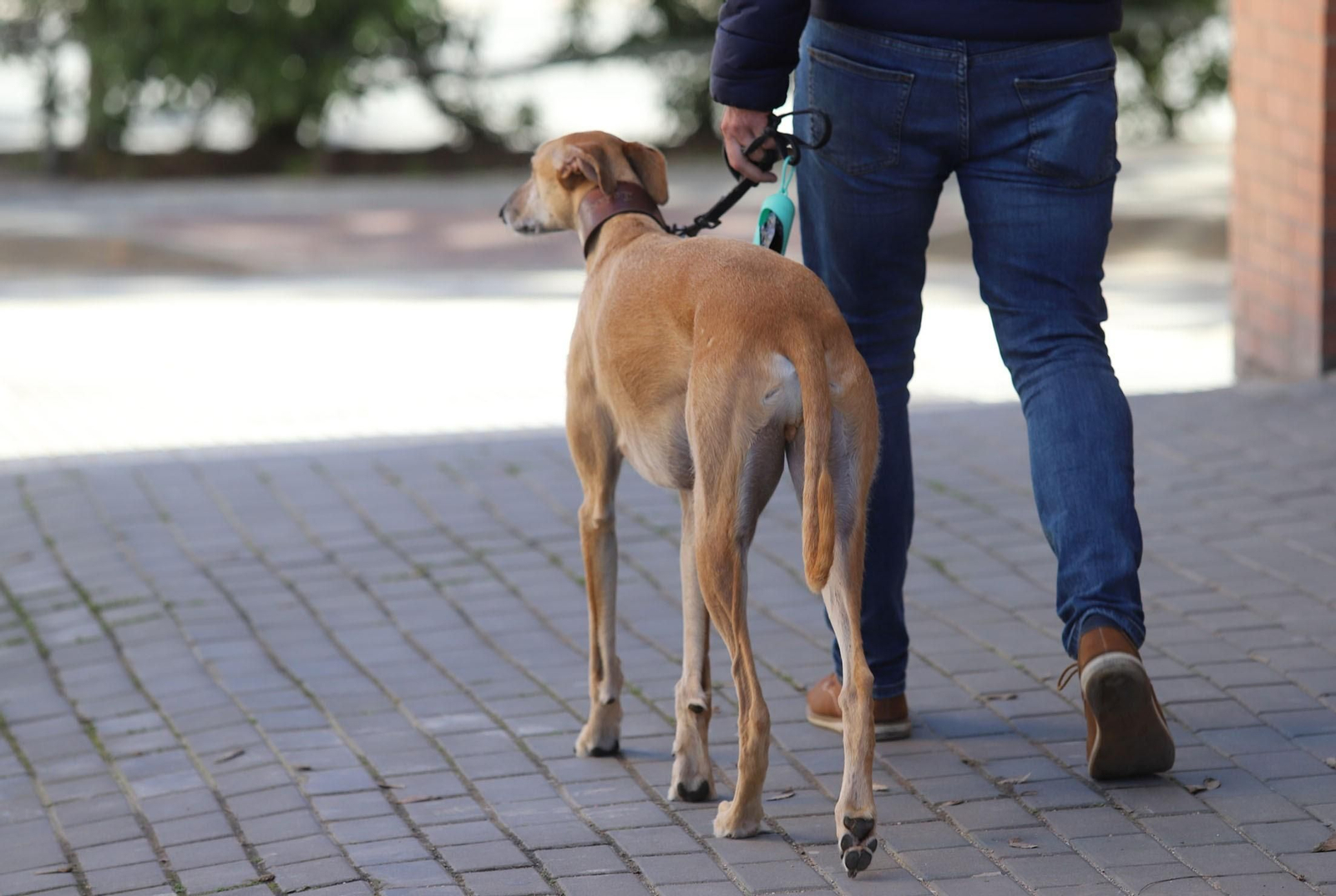 Un hombre pasea con un galgo.