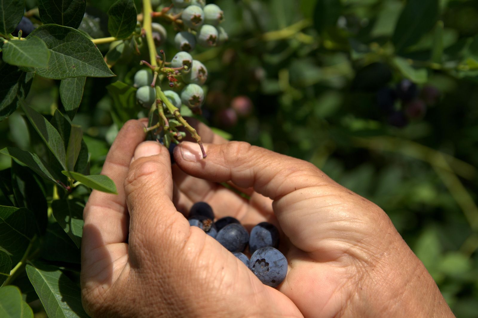 Cien años de arándanos