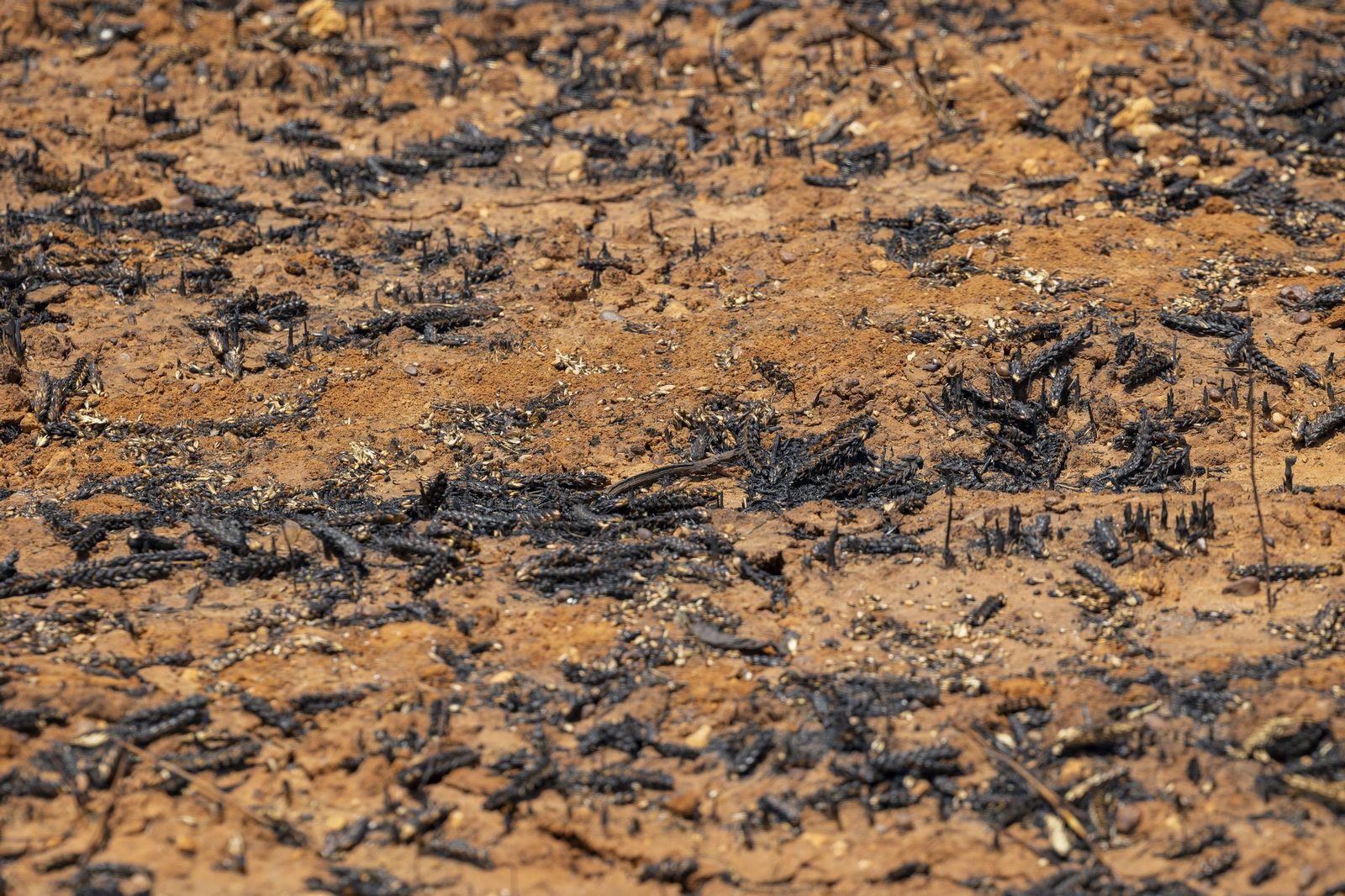 Las imágenes del incendio declarado junto a Roche, en Conil