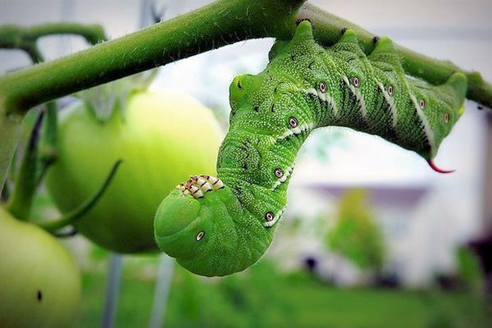Una oruga en una planta de tomate.