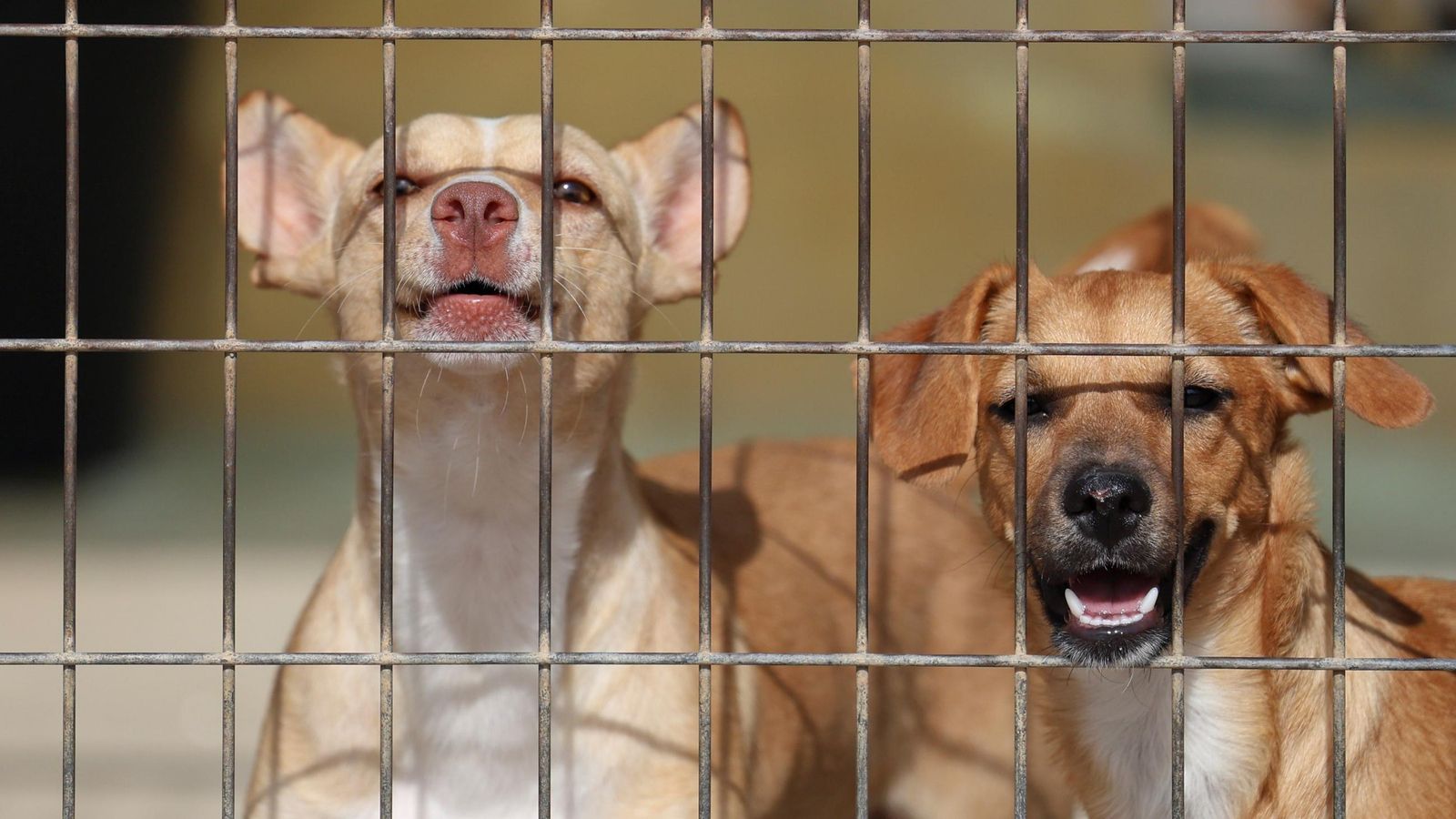 Los perros que buscan familia en la protectora de Animales de Málaga