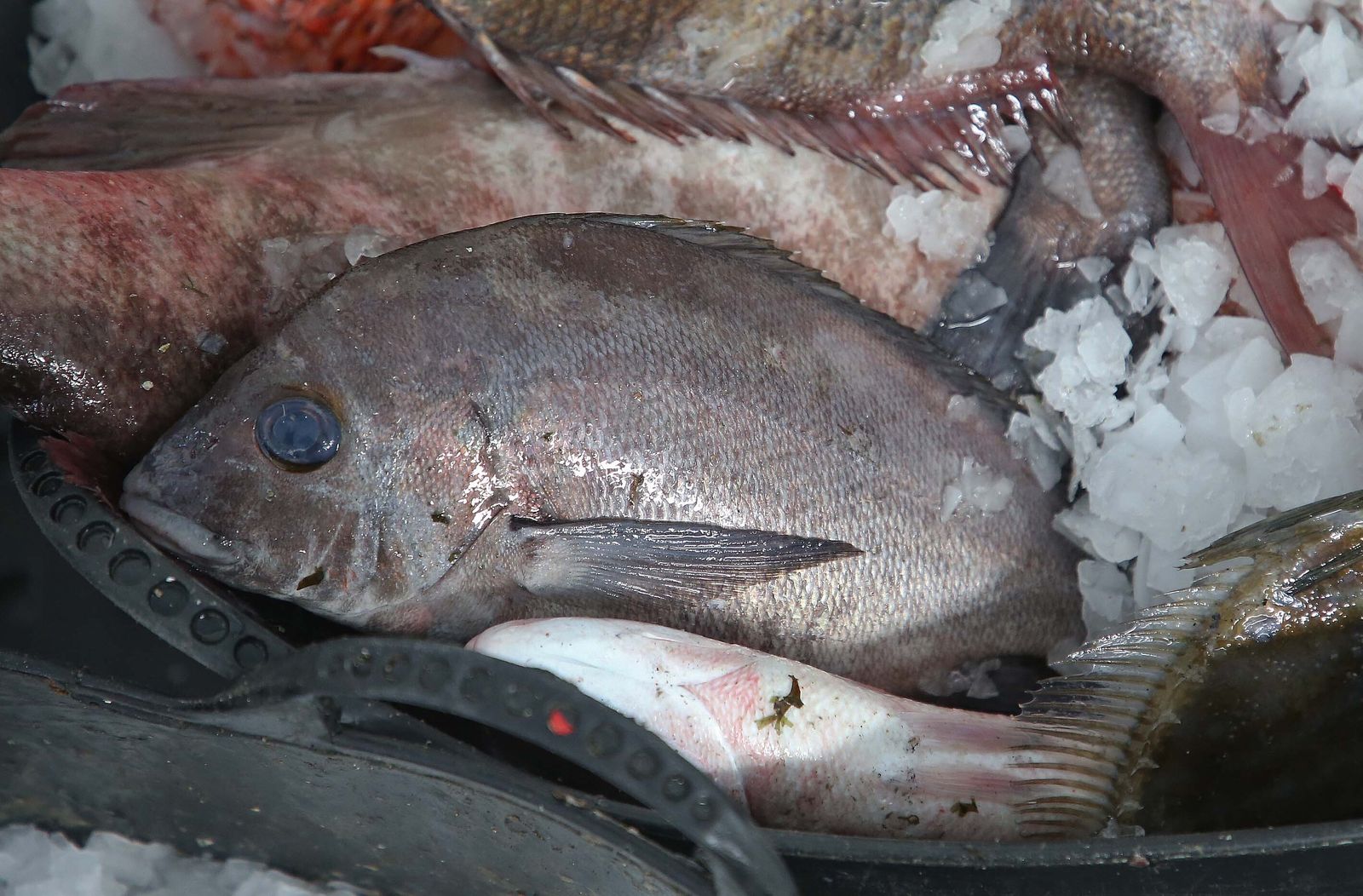 El puerto pesquero de La Línea, en imágenes