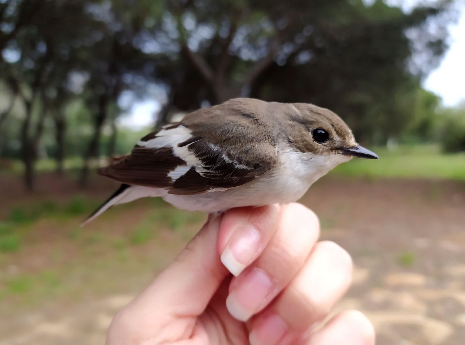 Papamoscas Collarino localizado en la Laguna Primera de Palos de la Frontera.