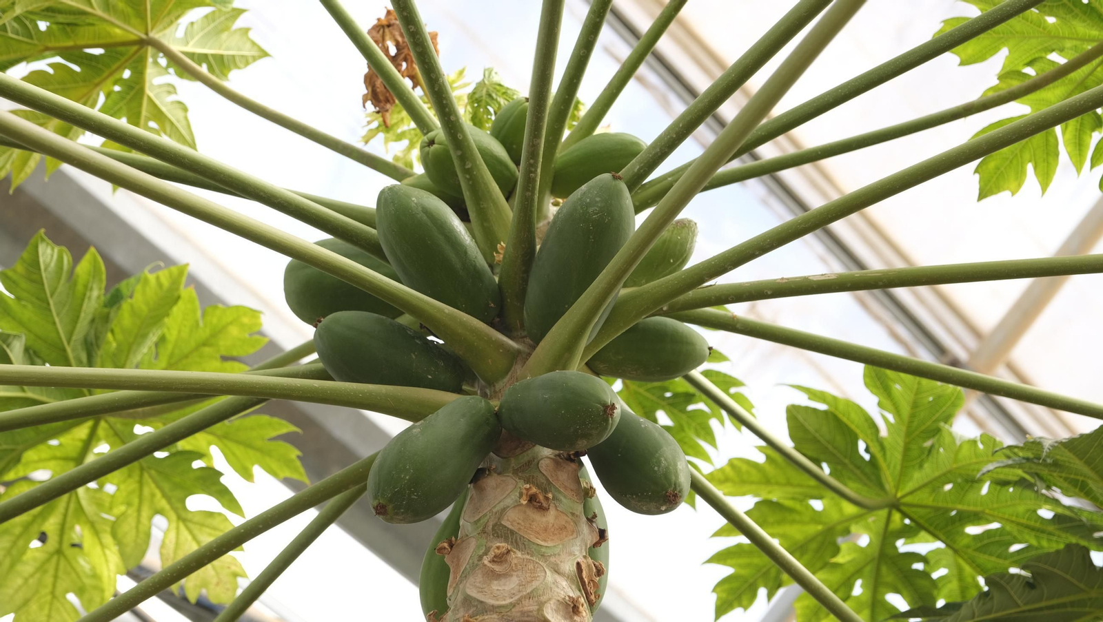 50 años de la Estación Experimental Cajamar-Las Palmerillas, en fotos