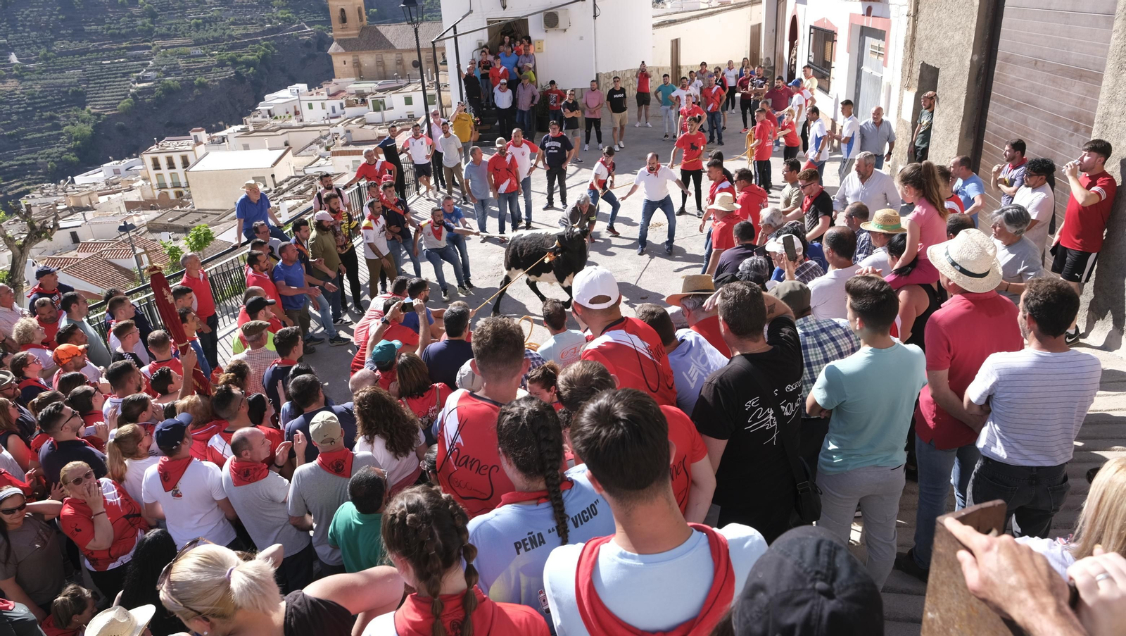 Imágenes de los toros ensogaos y San Marcos, en las Fiestas de Ohanes