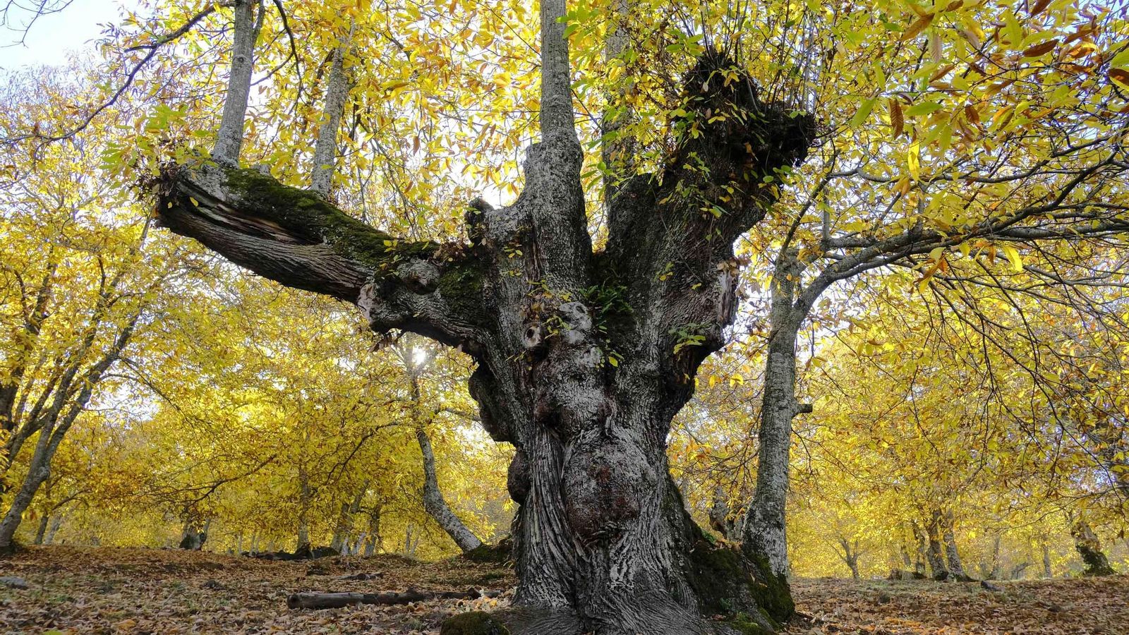 Uno de los ejemplares de castaños de gran tamaño.