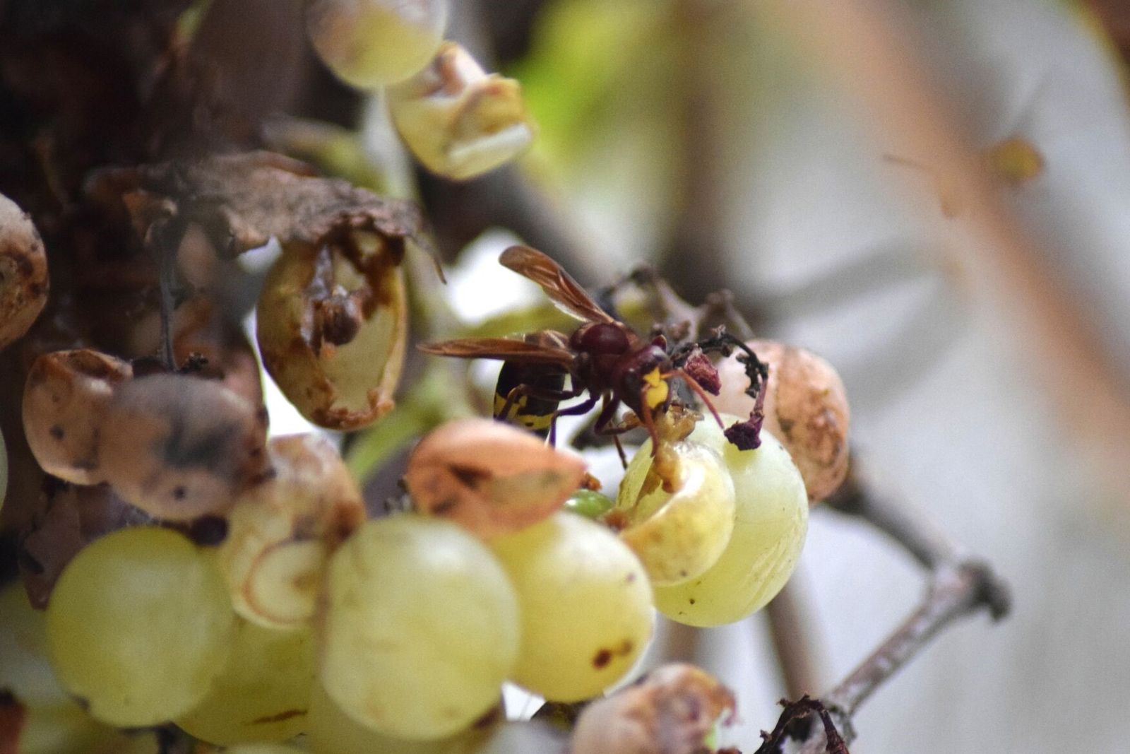 Ejemplar de avispón oriental.
