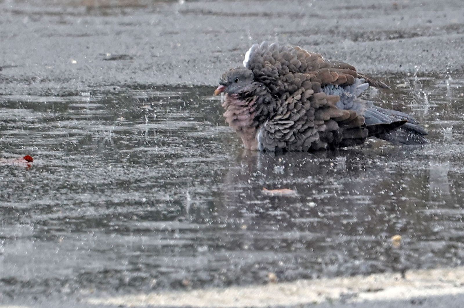 Las mejores imágenes del viernes 1 de noviembre en Huelva