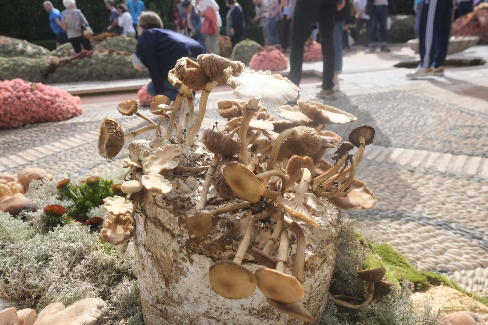 Un recorrido por los patios del Festival Flora 2022 de Córdoba, en imágenes