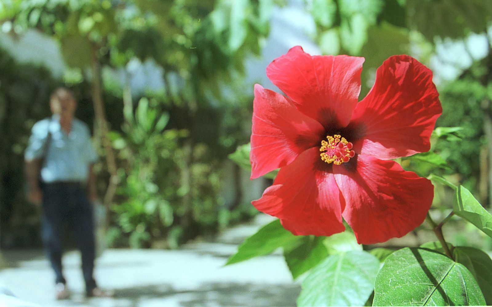 Consejos para perder peso de una manera saludable