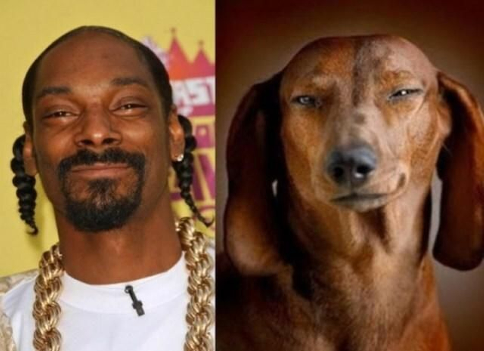 El clon canino de Snoop Dogg es tan parecido que parece que se ríe como el cantante de hip hop.
