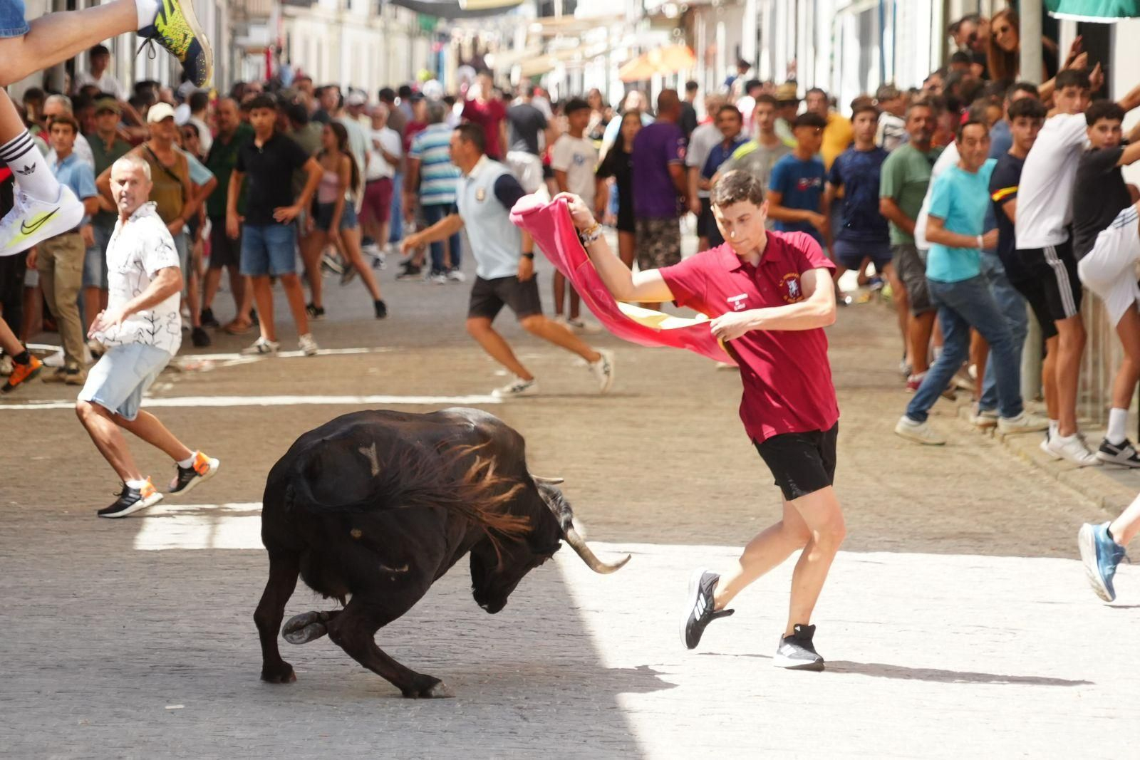 Las mejores imágenel del encierro de vaquillas de El Viso