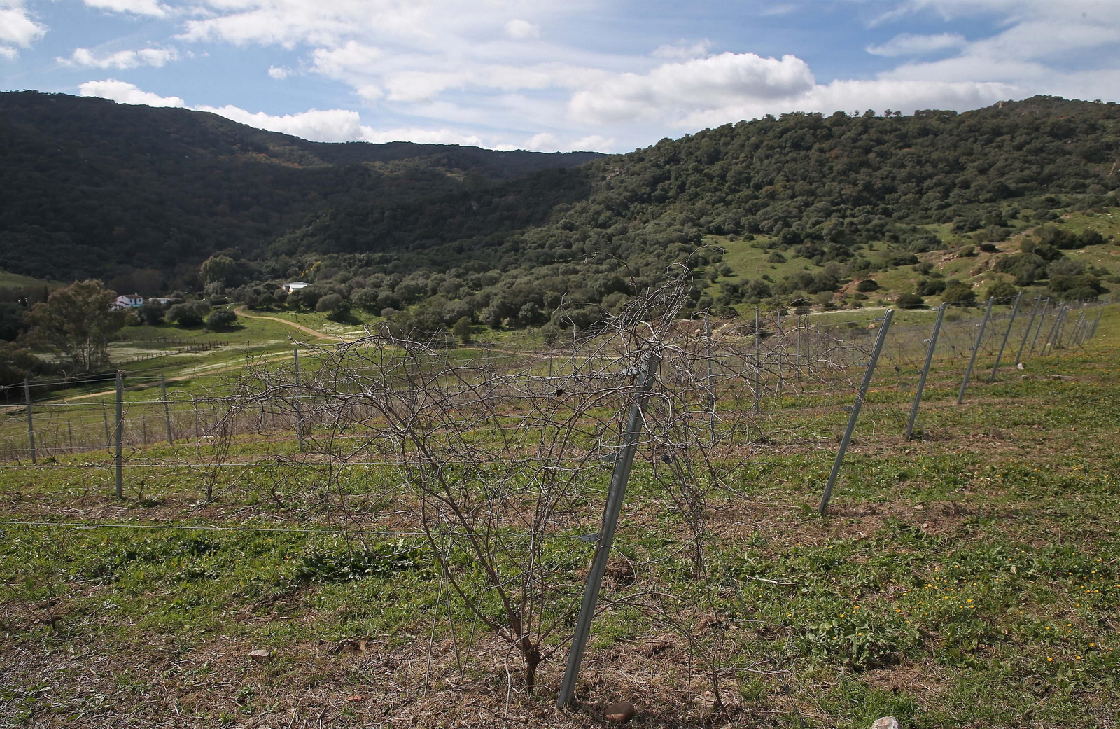 Fotos del lugar donde se produce Ribera de Hozgarganta, el primer vino del Campo de Gibraltar