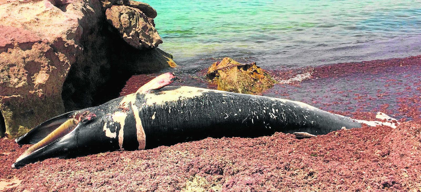 Uno de los cetáceos que han aparecido varados en los últimos años entre las playas de San Roque y Tarifa.