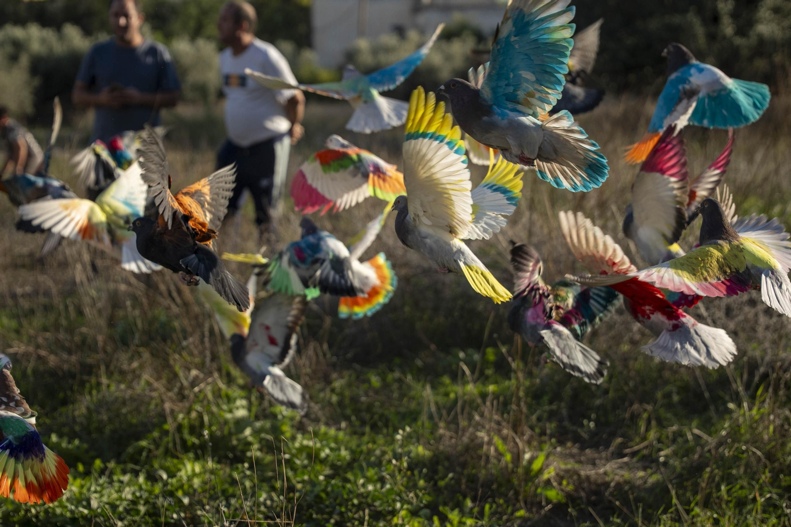 Las mejores imágenes de la suelta de palomos en la Feria de Albox