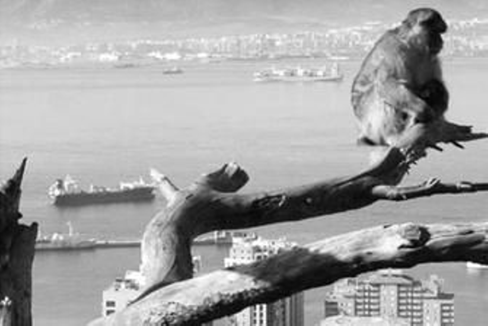 Imagen de las aguas que rodean el Peñón de Gibraltar.