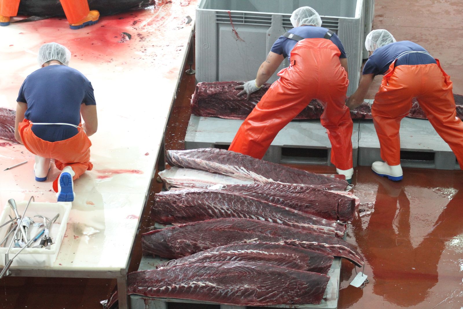 Atunes ya ronqueados en el muelle de Conil, en una imagen del pasado mes de abril tras la primera 'levantá' de la última campaña.