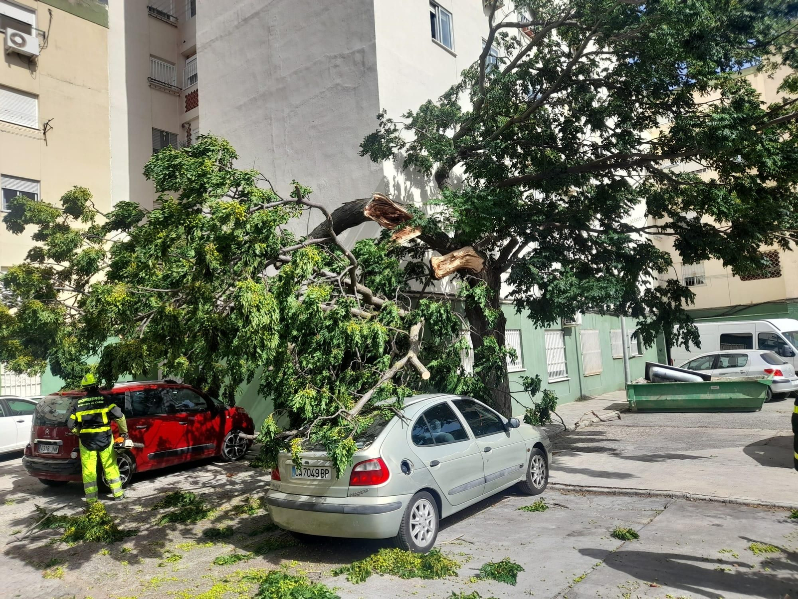Las ramas del árbol caídas por el viento sobre varios coches en la barriada de La Granja.
