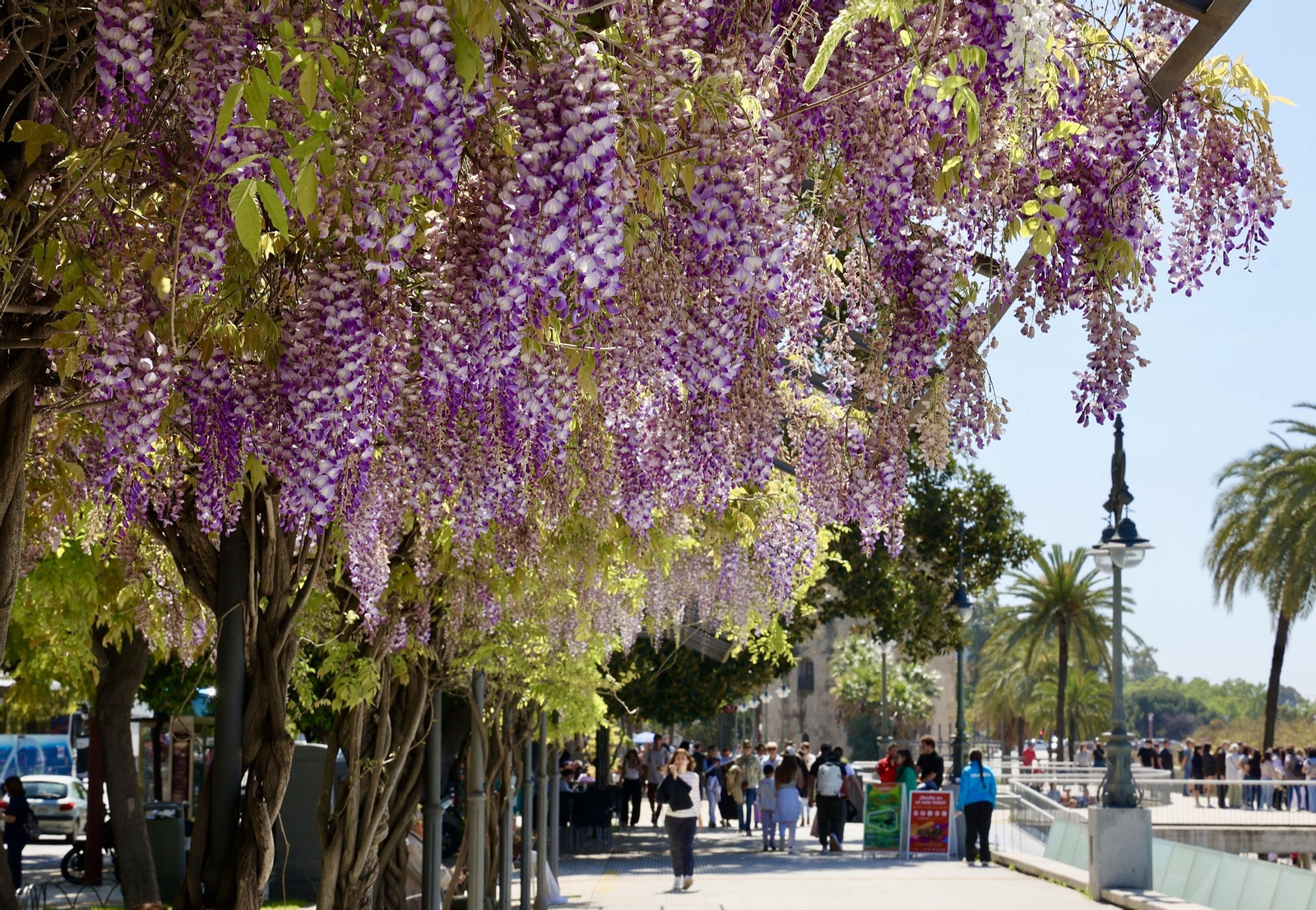 La belleza de las glicinias del Paseo de Cristóbal Colón