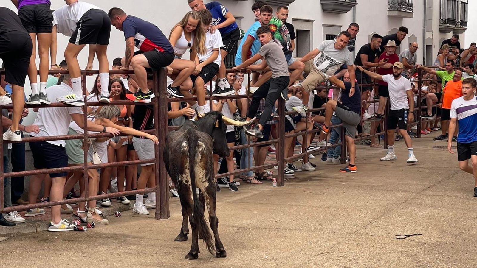 El encierro taurino de Dos Torres por San Roque, en imágenes
