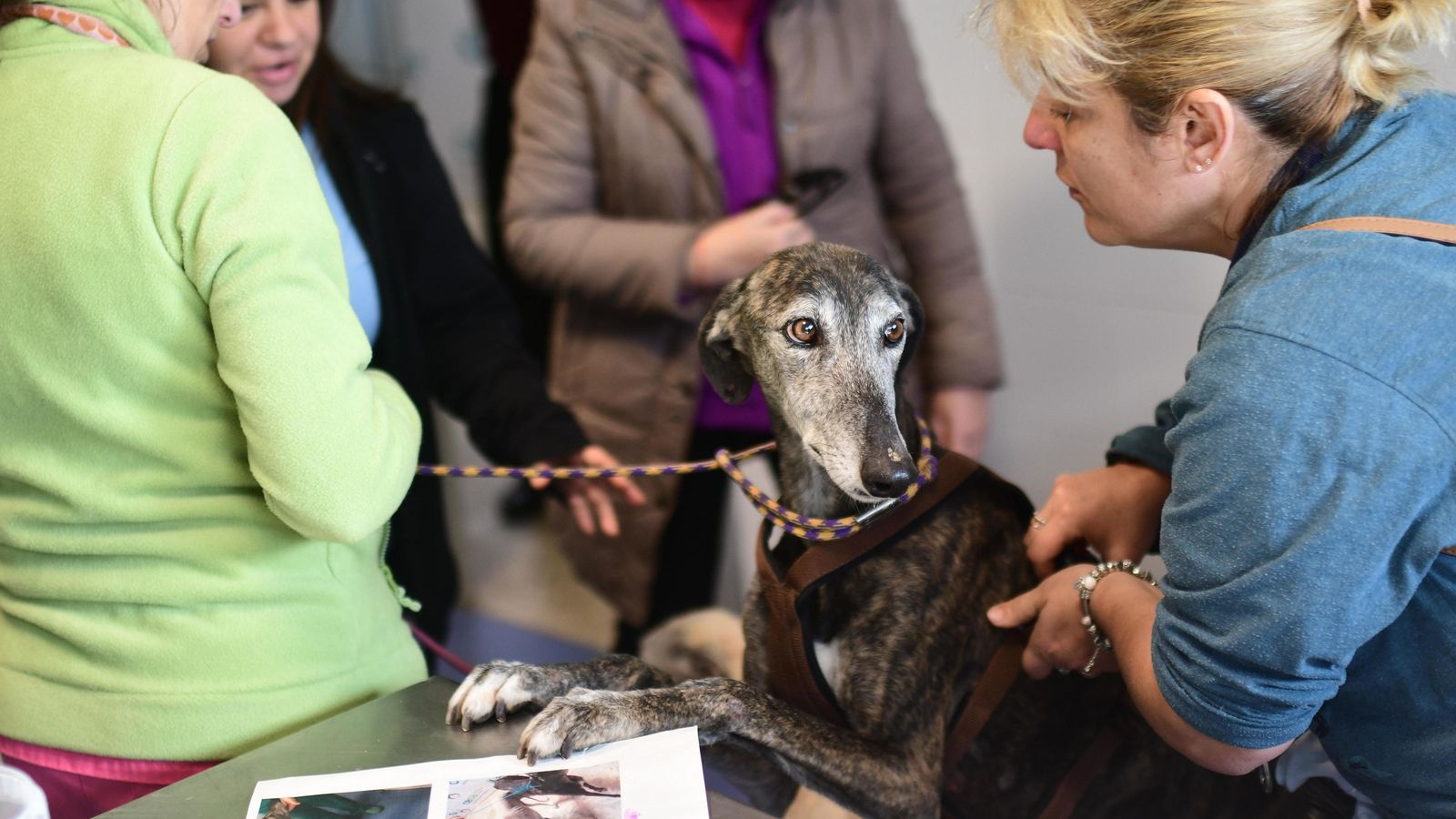 Galgos del Sur retira un animal de Sadeco.