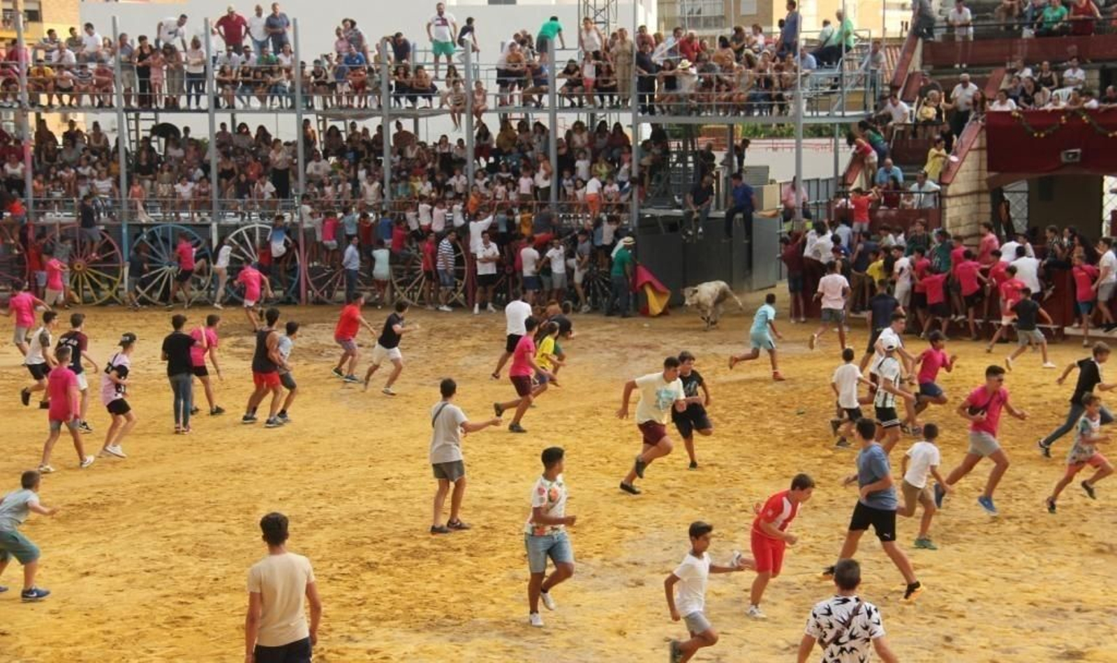 Las reses que se sueltan en las capeas son aptas para todas las edades.