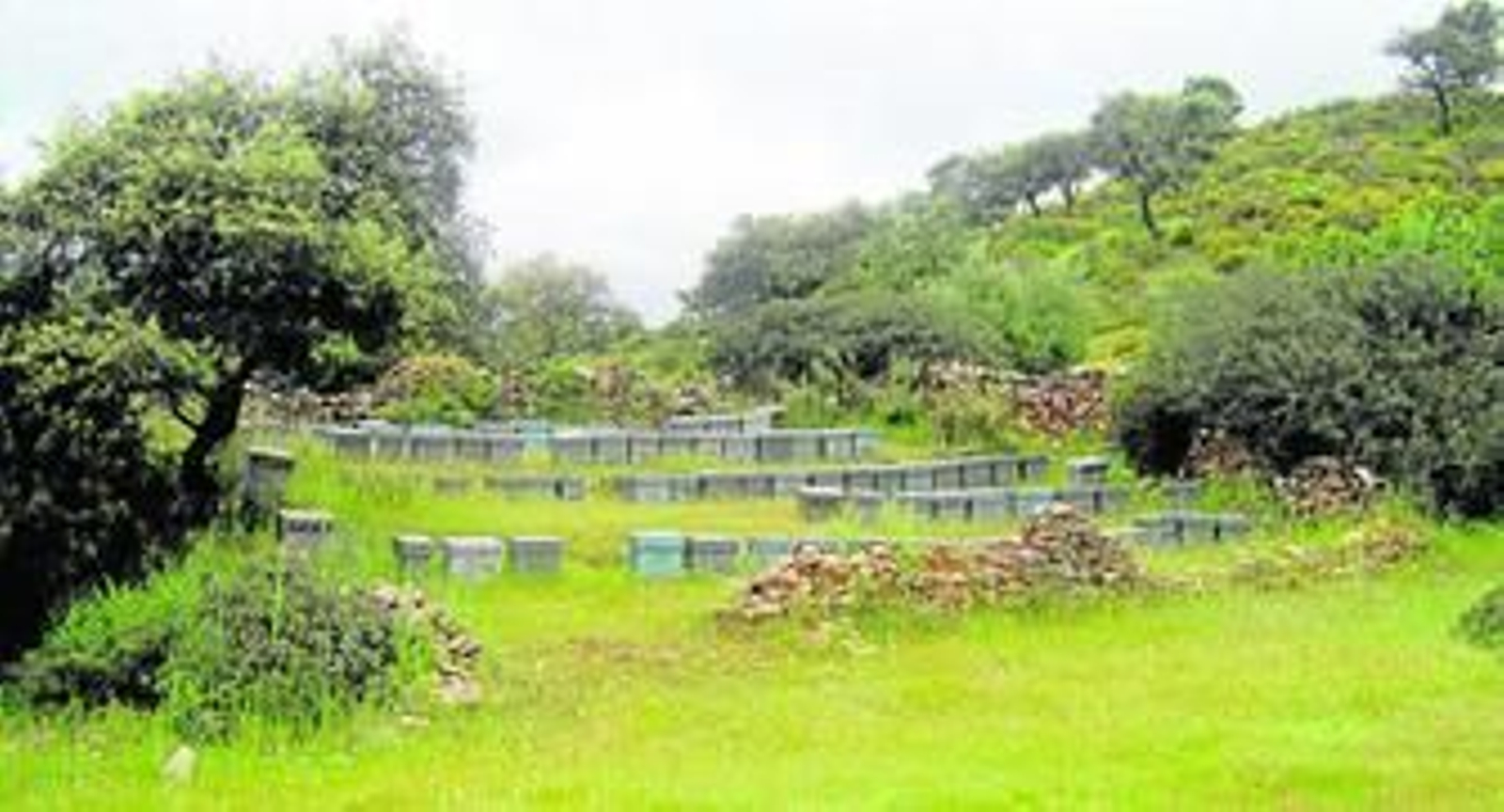 Asentamientos apícolas en montes públicos en la provincia de Córdoba.