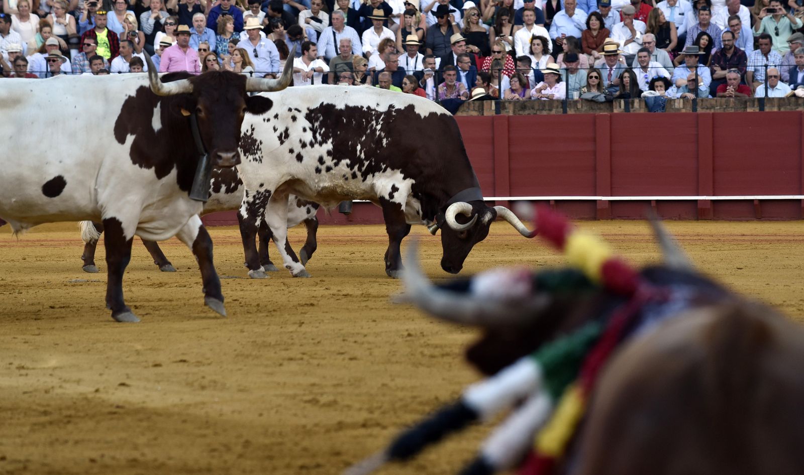 Las imágenes de la 13ª corrida de abono de La Maestranza
