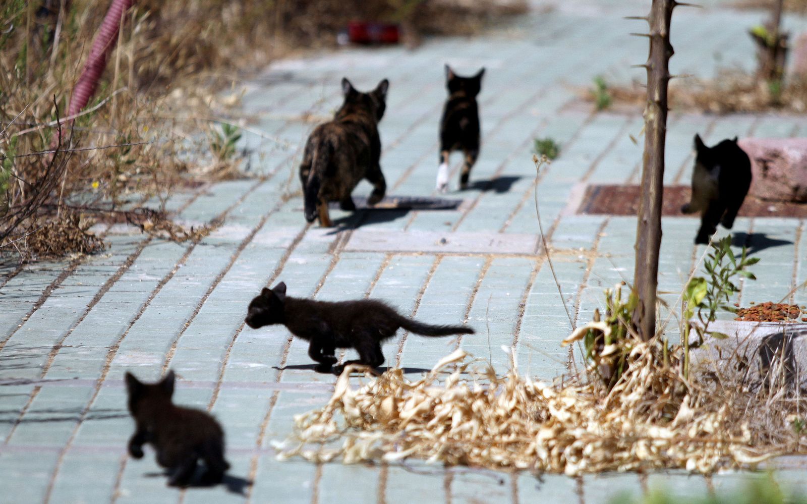 Vegas se propone acabar con el problema de los gatos callejeros