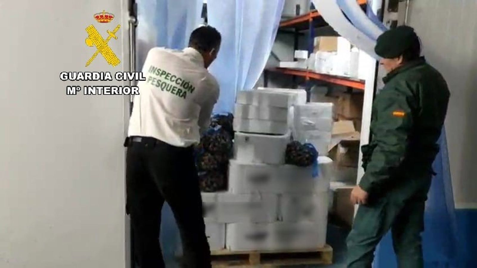 Agentes del Seprona interviniendo el género ilegal.