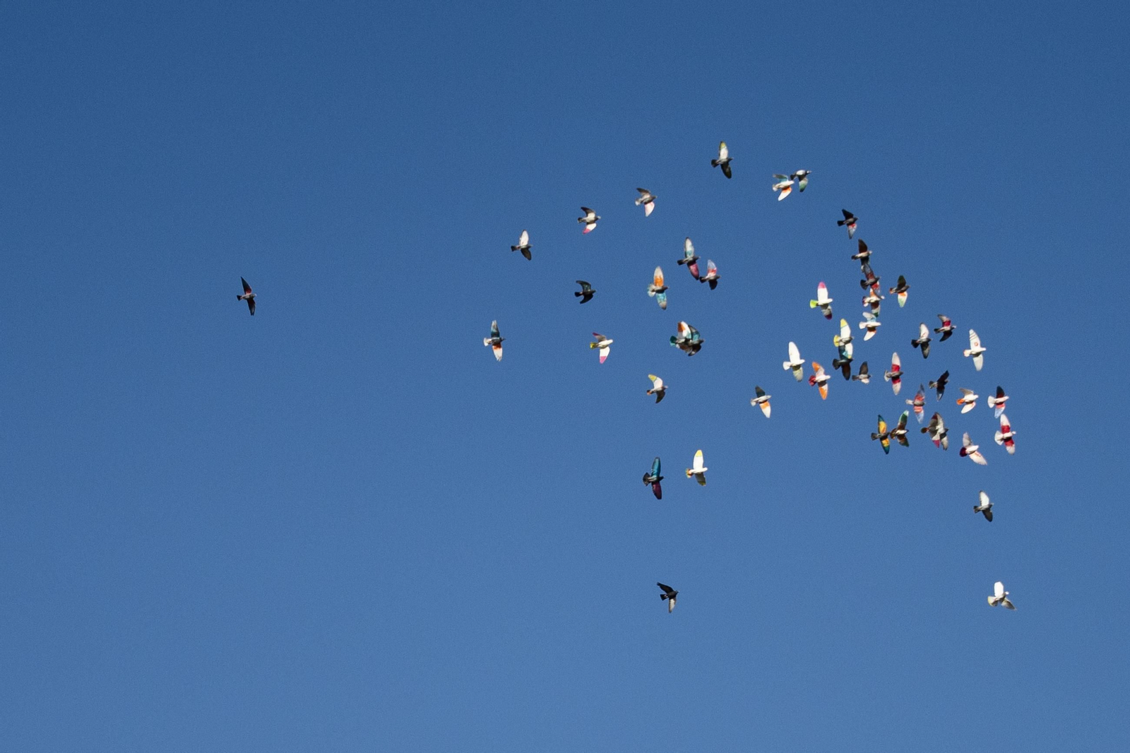 Las mejores imágenes de la suelta de palomos en la Feria de Albox