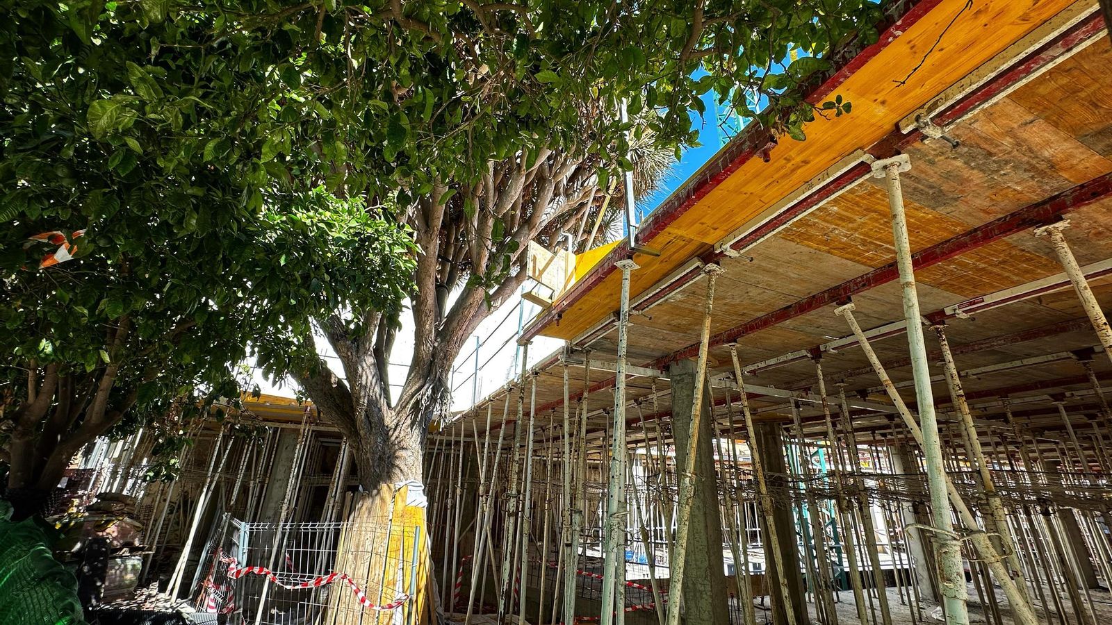 El drago, aprisionado por la construcción, desde otras perspectiva. El drago, aprisionado por la construcción, desde otras perspectiva.